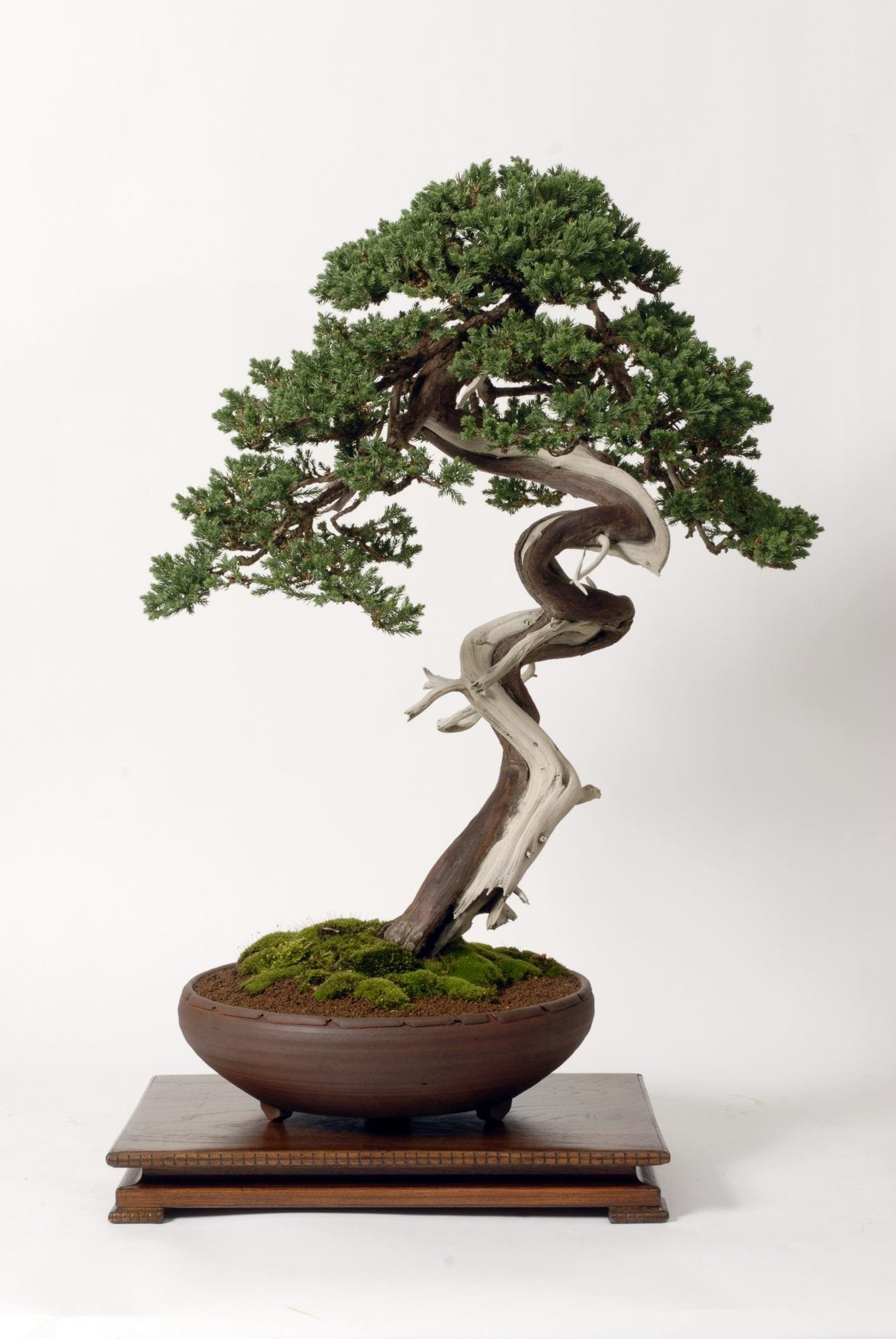 Physiology Of Shaping Bonsai Trees | Bonsai Tree Gardener