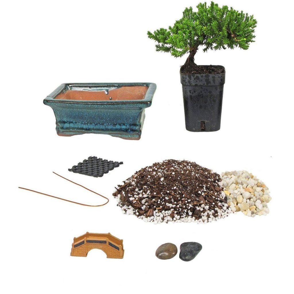 Bonsai Starter Kits Bonsai Tree Gardener