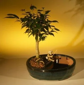 Ficus Oriental Bonsai Tree For Sale/Water Bonsai Pot (ficus 'orientalis')