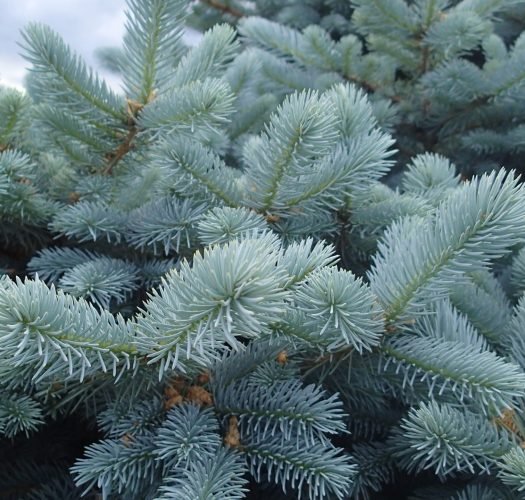 Colorado Blue Spruce Bonsai Trees (picea pungens) | Bonsai Tree Gardener