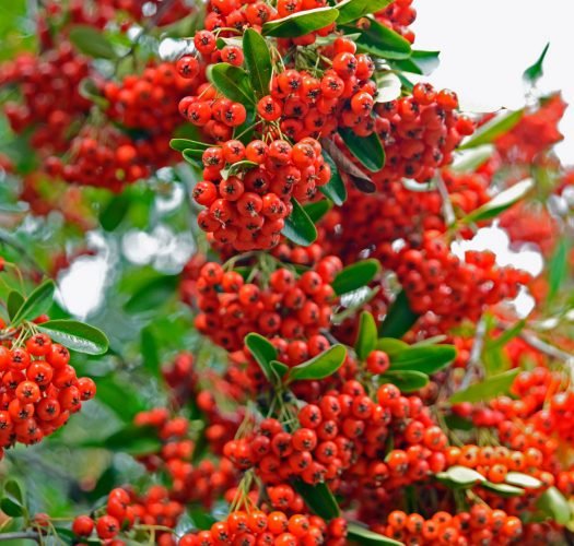 Cotoneaster Bonsai Trees (Cotoneaster 'Lucidus') | Bonsai Tree Gardener