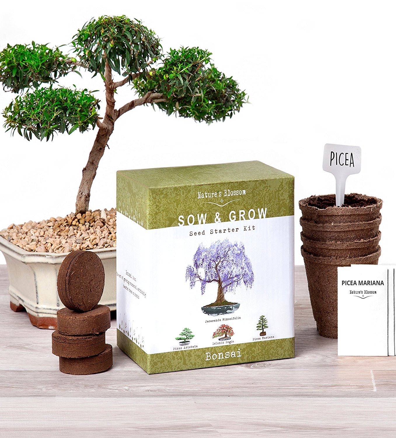 Where To Buy Bonsai Growing Kit at Robert Mccants blog