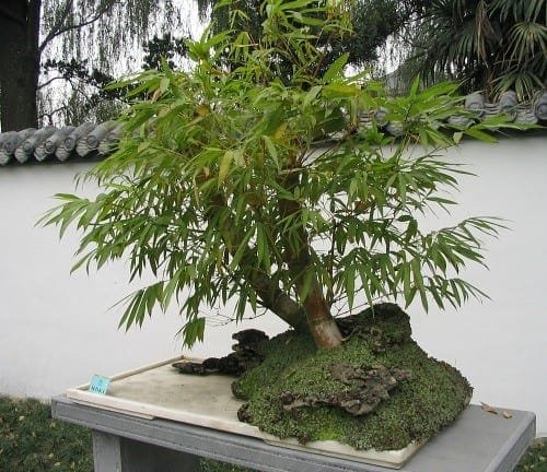 Bonsai Trees that Grow Under Low Light | Bonsai Tree Gardener