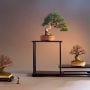 How to Use a Stand to Display Your Shohin Bonsai